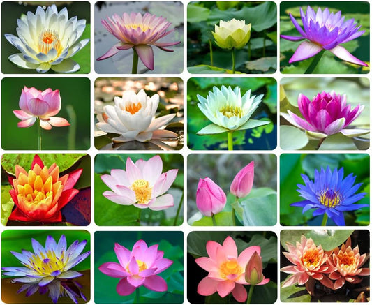 Bowl Lotus Flower seeds- Pack of 40 seeds