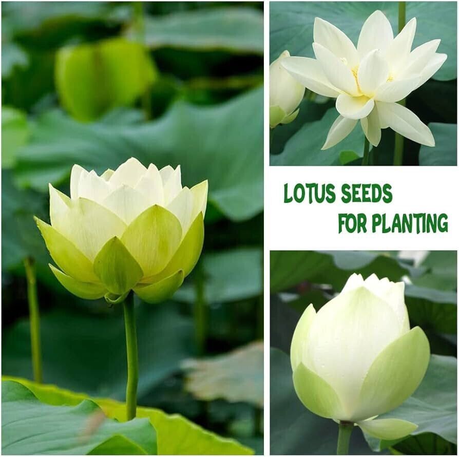 Bowl Lotus Flower seeds- Pack of 40 seeds