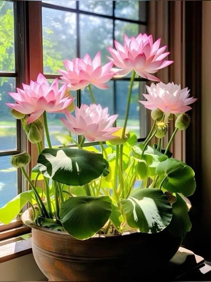 Bowl Lotus Flower seeds- Pack of 40 seeds