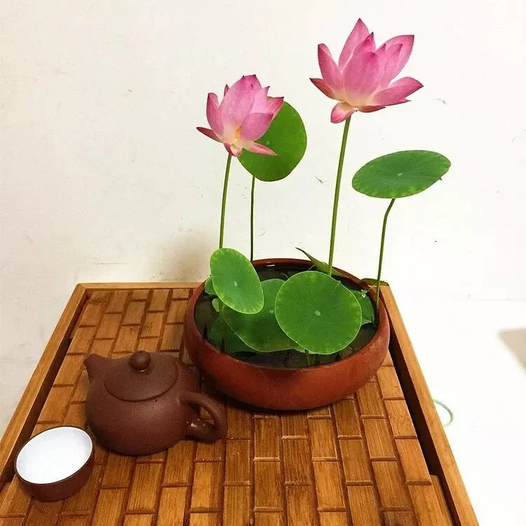 Bowl Lotus Flower seeds- Pack of 40 seeds