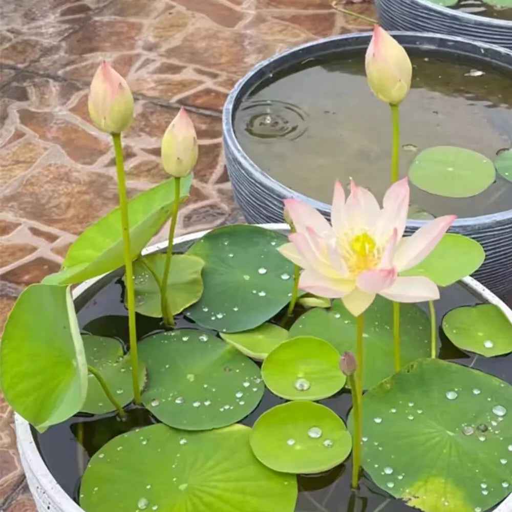 Bowl Lotus Flower seeds- Pack of 40 seeds