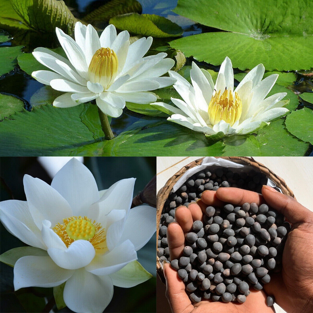 Bowl Lotus Flower seeds- Pack of 40 seeds