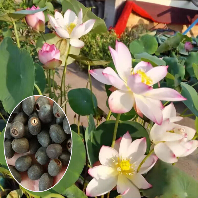 Bowl Lotus Flower seeds- Pack of 40 seeds