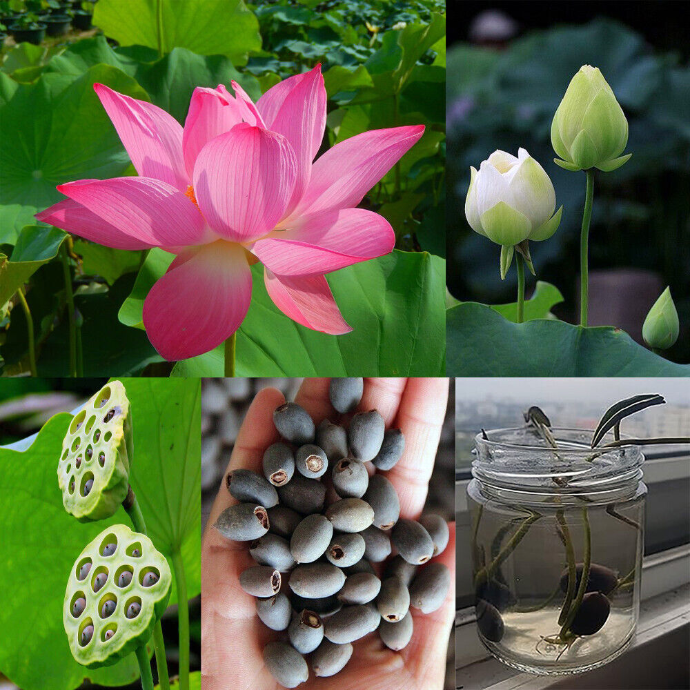 Bowl Lotus Flower seeds- Pack of 40 seeds