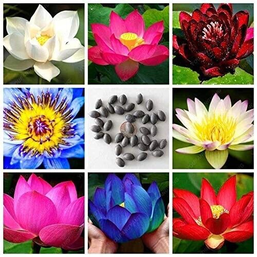 Bowl Lotus Flower seeds- Pack of 40 seeds