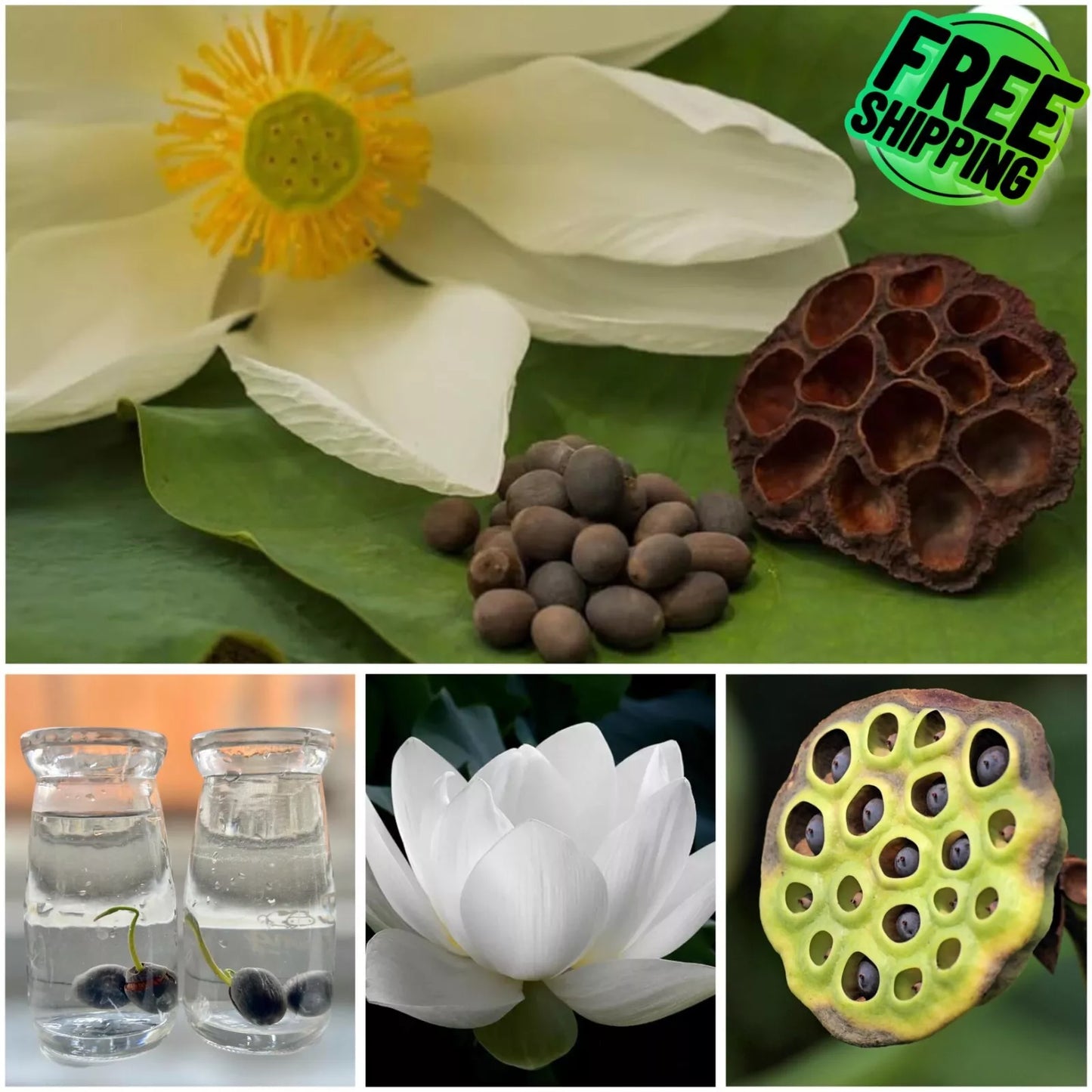 Bowl Lotus Flower seeds- Pack of 40 seeds