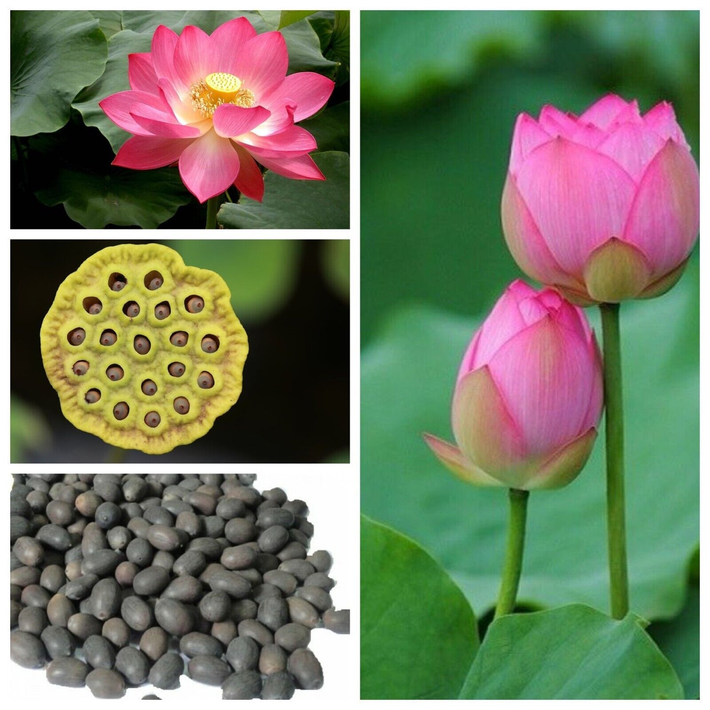 Bowl Lotus Flower seeds- Pack of 40 seeds