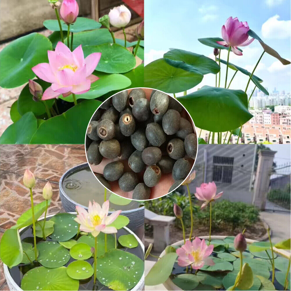 Bowl Lotus Flower seeds- Pack of 40 seeds