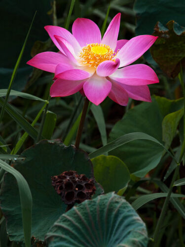 Bowl Lotus Flower seeds- Pack of 40 seeds