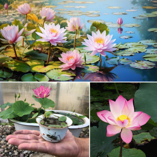 Bowl Lotus Flower seeds- Pack of 40 seeds