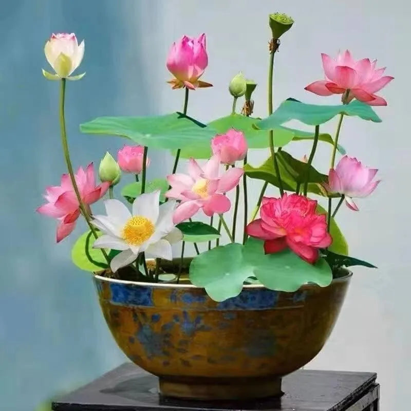 Bowl Lotus Flower seeds- Pack of 40 seeds